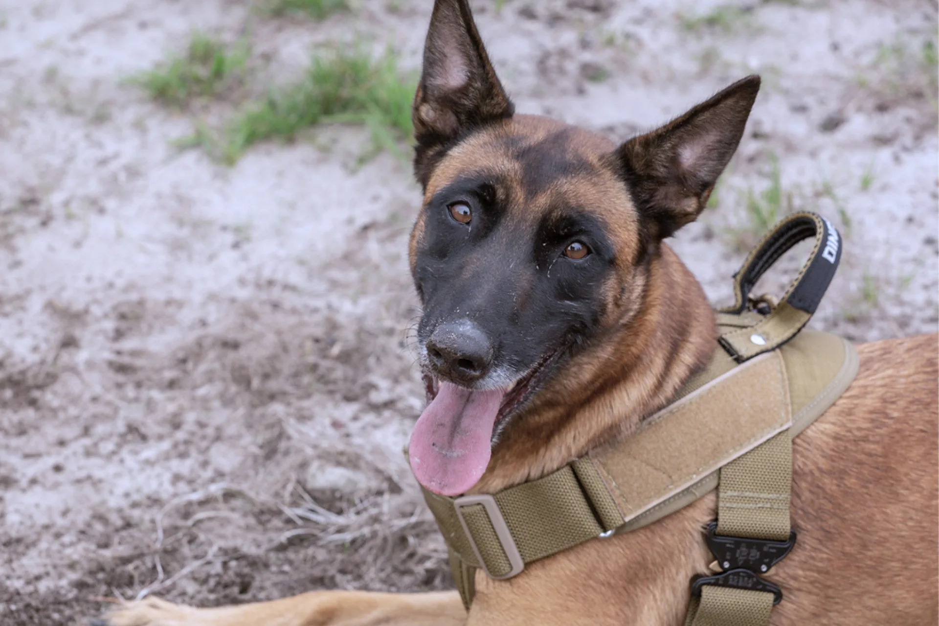 Sniffing dogs